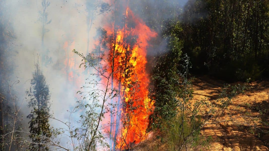 ¡Alerta Roja! Descubre los sectores residenciales en peligro por el devastador incendio forestal en Chiloé