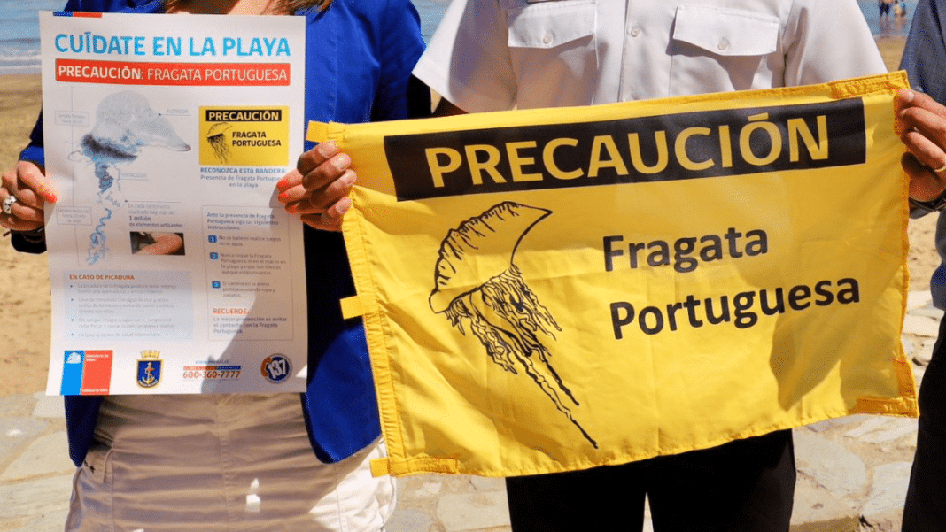 ¡Alerta en Tongoy! Playa cerrada por la presencia de la peligrosa Fragata Portuguesa