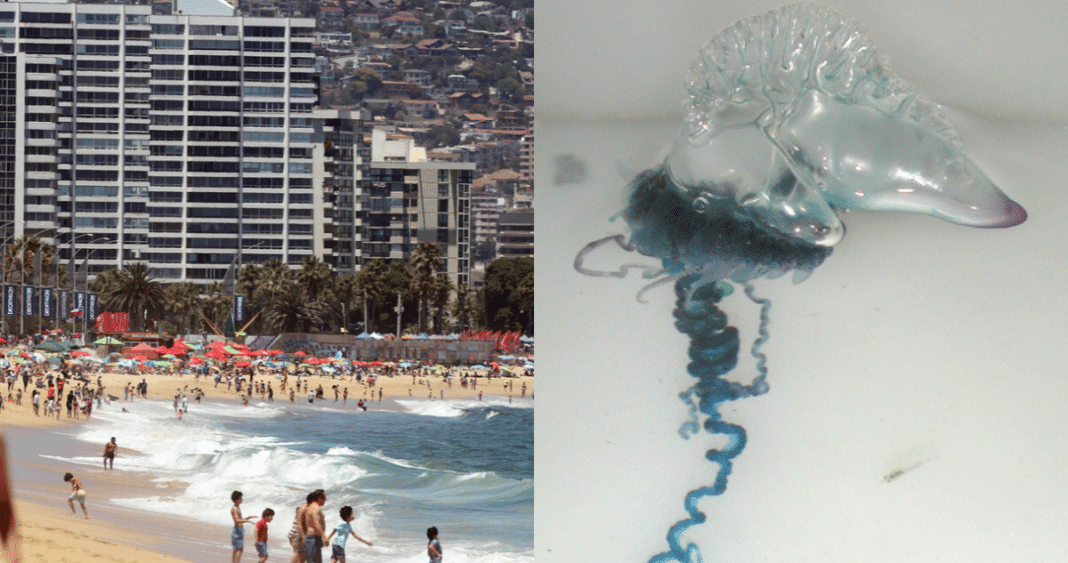 ¡Alerta en Valparaíso! Peligrosa especie marina amenaza las playas