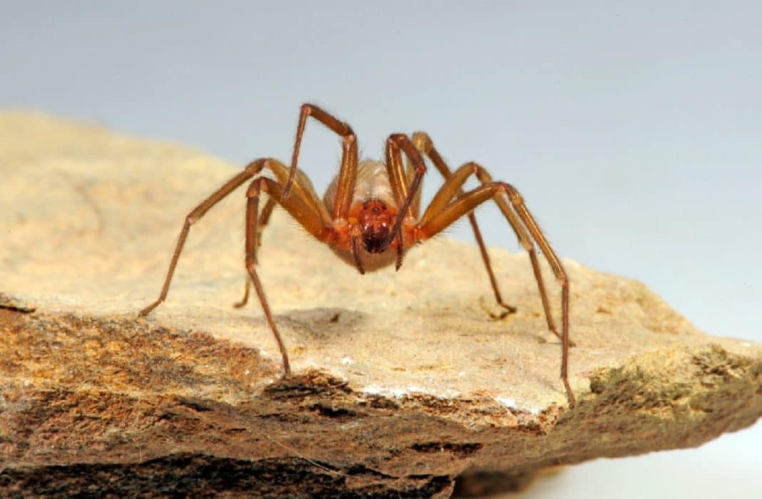 ¡Araña de rincón: descubre cómo reconocerla y protegerte de su peligro!