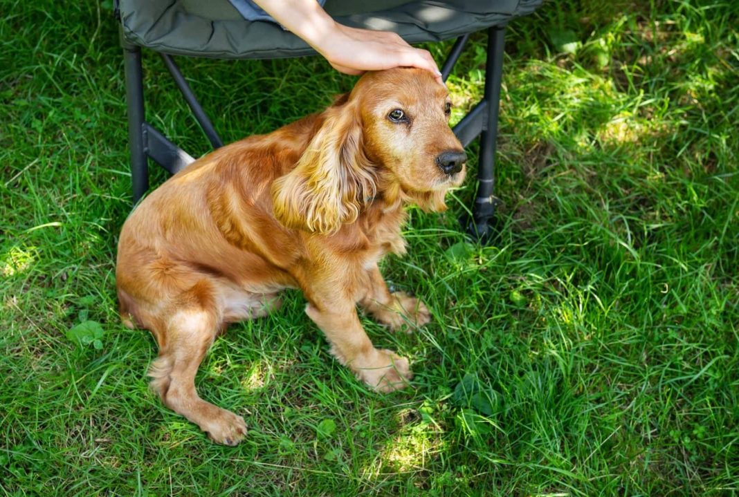 ¡Cuida a tus mascotas del calor! 5 recomendaciones para mantenerlas frescas en verano