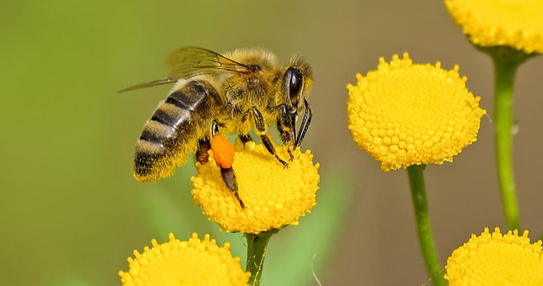 ¡Descubre cómo actuar ante una picadura de abeja y evita una reacción alérgica grave!