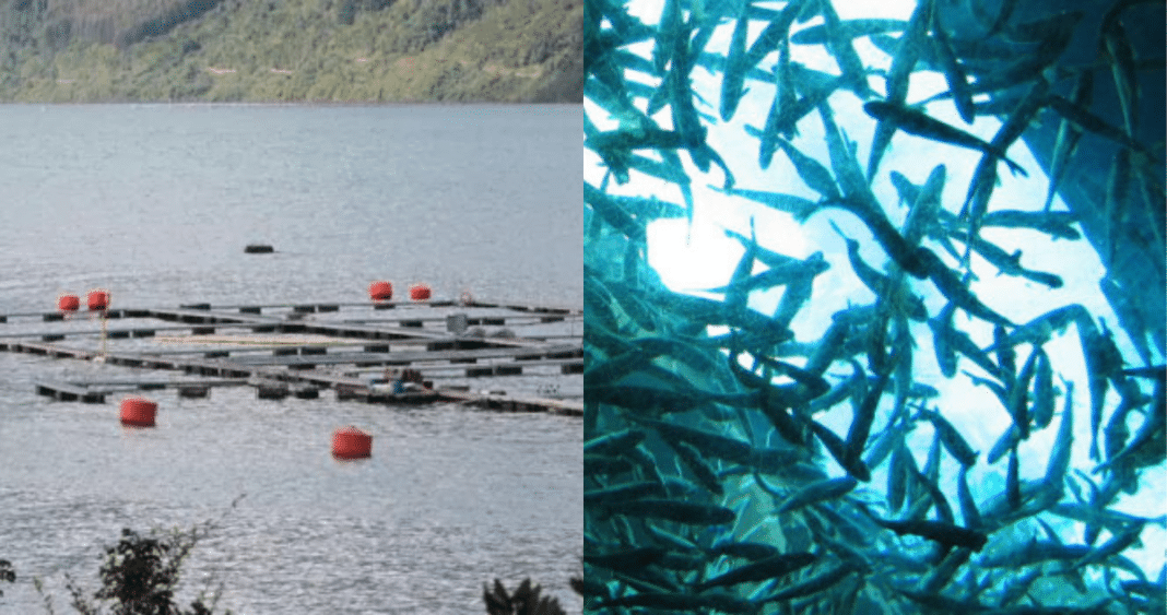 ¡Escándalo en Calbuco! Dos mil salmones escapan de planta de Camanchaca: ¿sabotaje o negligencia?