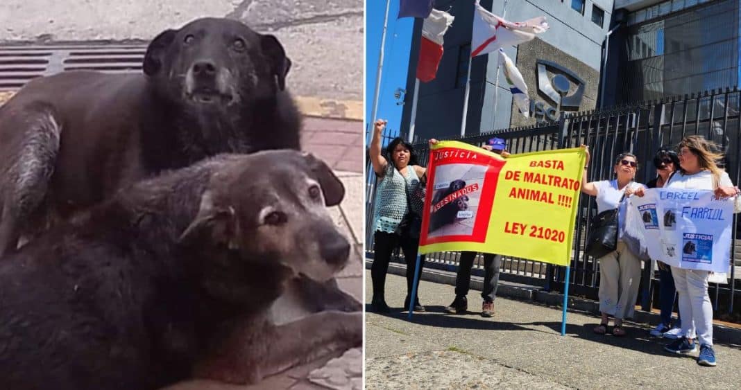 ¡Escándalo en Valdivia! Animalistas confrontan al exdueño de café investigado por la muerte de perros comunitarios