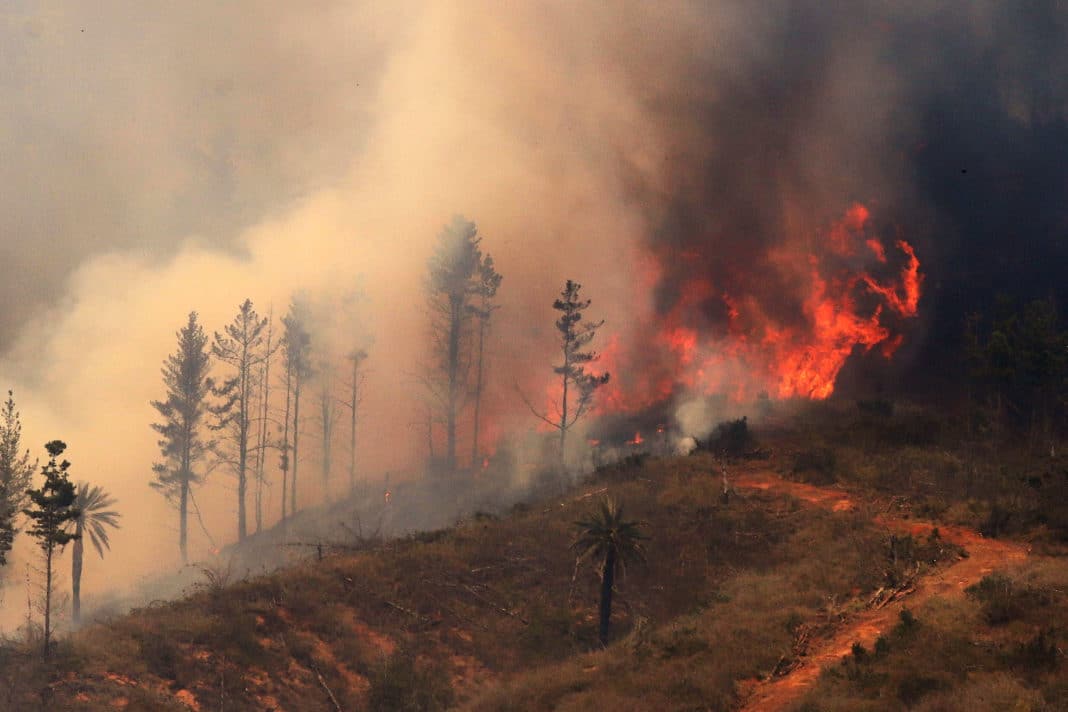¡Evacuación urgente! Incendio forestal amenaza a Puerto Montt