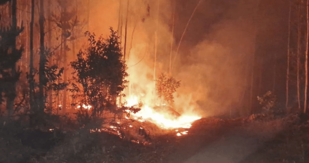 ¡Impactante! Incendio forestal en Lebu afecta a predio de empresa Arauco