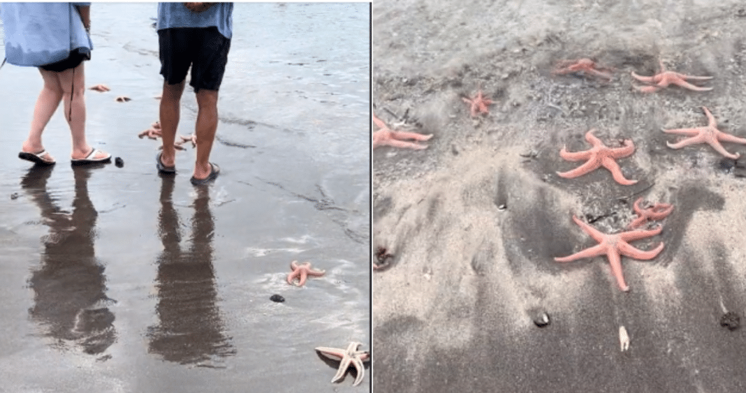 ¡Impactante! Masiva varazón de estrellas de mar en Pichilemu: autoridad alerta errónea acción de personas