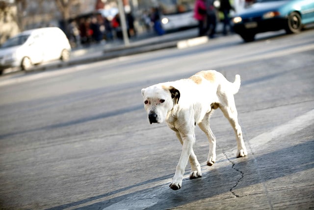 ¡Impactante! Municipalidad de San Pedro de Atacama solicita la eutanasia de 4.500 perros callejeros