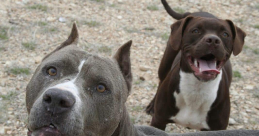¡Impactante! Perros pitbull ingresan a vivienda y matan a mascota en Punta Arenas: municipio anunció querella