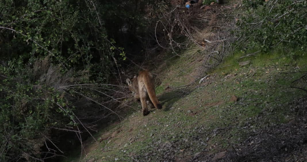 ¡Impactante! SAG trabaja arduamente para salvar a un puma herido en Villa O'Higgins