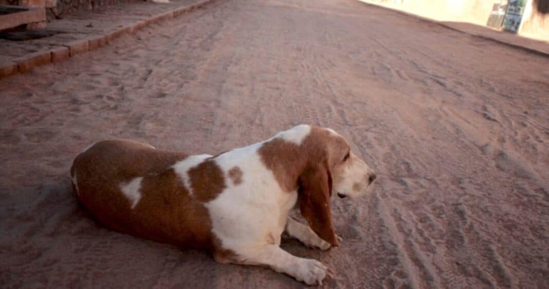 ¡Impactante! San Pedro de Atacama busca aplicar eutanasia a 4.500 perros abandonados