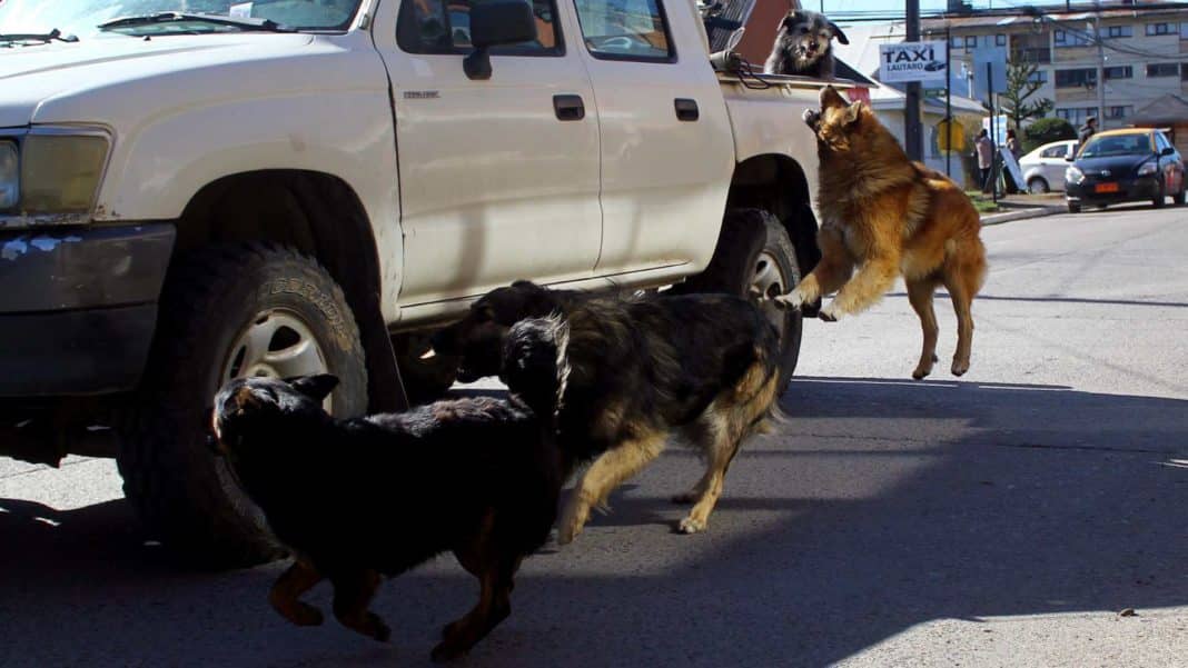 ¡Impactante! San Pedro de Atacama pide la eutanasia de 4.500 perros tras ataques mortales