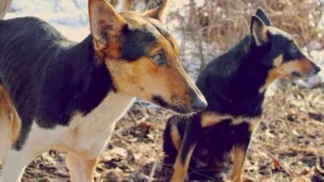 ¡Impactante! Seremi de Salud responde a petición de eutanasia de 4.500 perros en San Pedro de Atacama