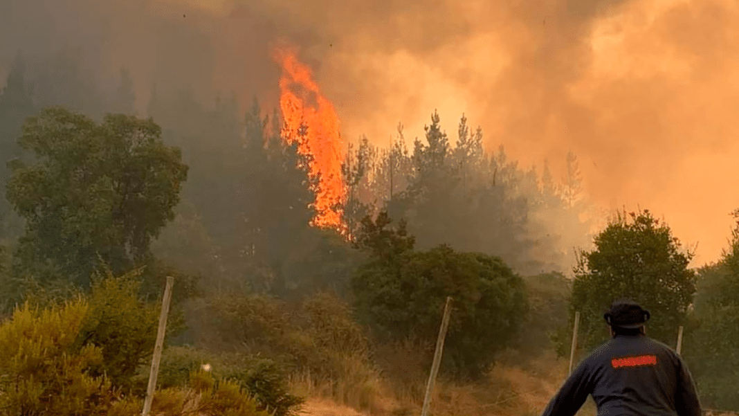 ¡Impactante incendio forestal arrasa con seis hectáreas en Chicureo!