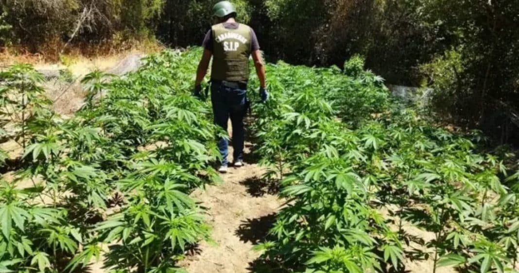 ¡Increíble! Carabineros decomisa más de seis mil plantas de marihuana en Maule