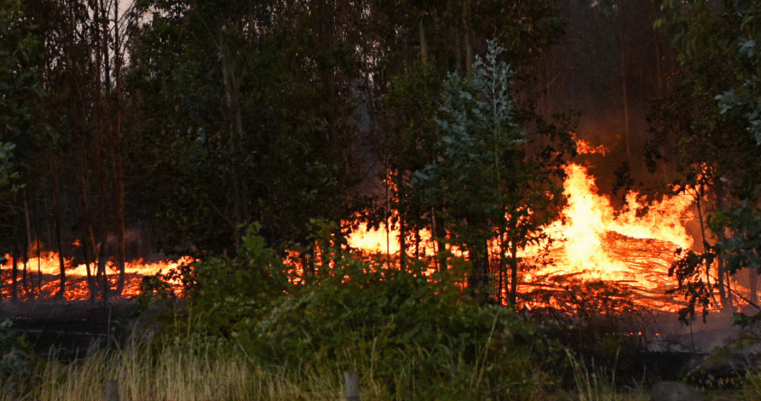 ¡Increíble! Incendios forestales en La Araucanía disminuyen un 86% en comparación con la temporada pasada