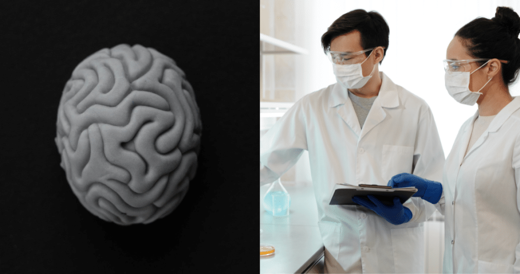 ¡Increíble avance científico! Científicos crean un modelo de cerebro humano en miniatura