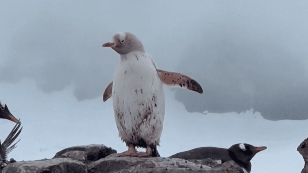 ¡Increíble descubrimiento! El Pingüino Papúa blanco en la Antártida