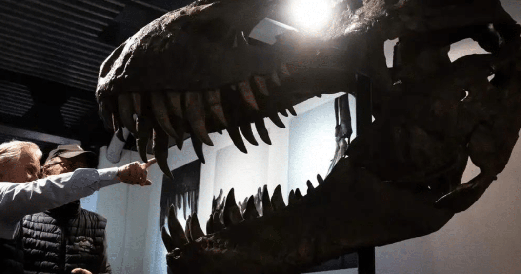 ¡Increíble descubrimiento! Fósiles que se creían de Tiranosaurio rex resultan ser de otro dinosaurio