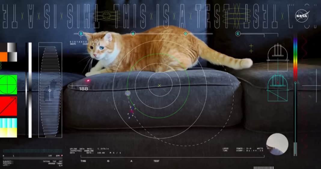 ¡Increíble descubrimiento! La NASA recibe video de un gato desde el espacio profundo