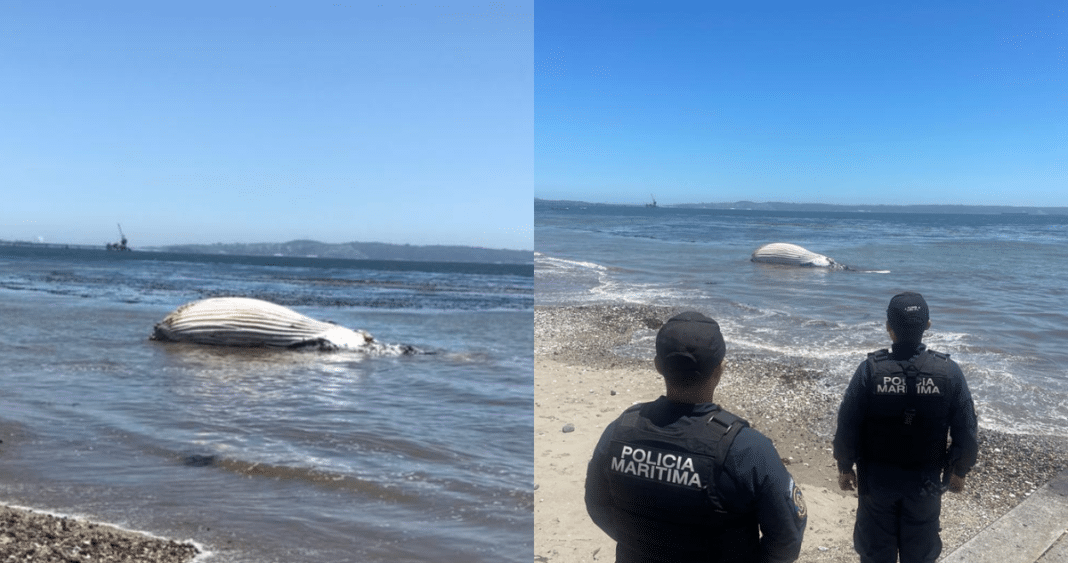 ¡Increíble hallazgo! Encuentran ballena varada en una playa de Penco