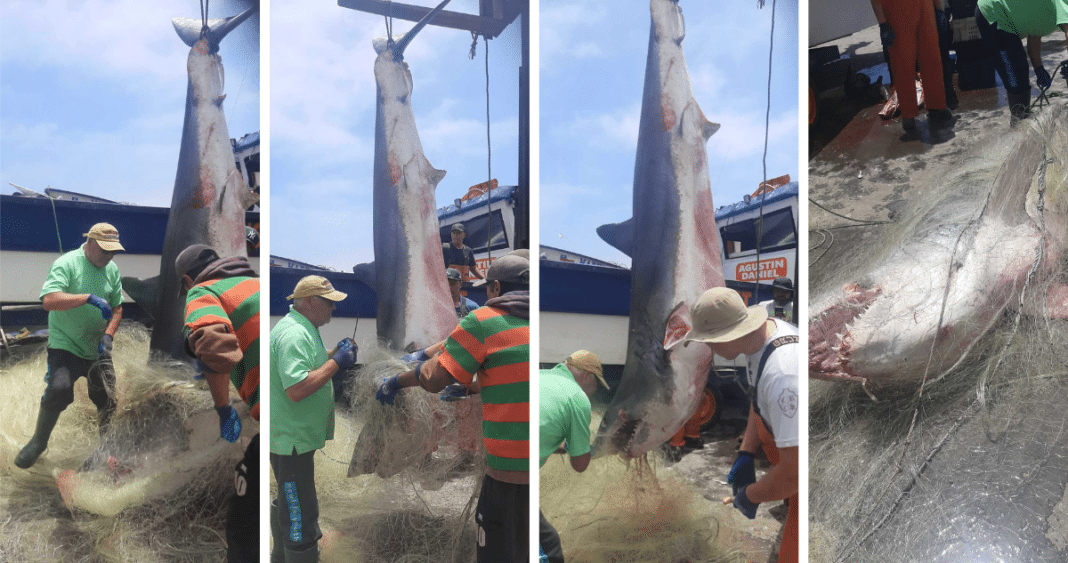 ¡Increíble hallazgo! Pescadores capturan un gigantesco tiburón en Constitución