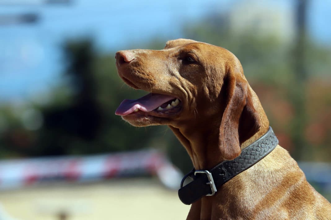 ¡Protege a tus mascotas de los incendios forestales! Colmevet te da los mejores consejos