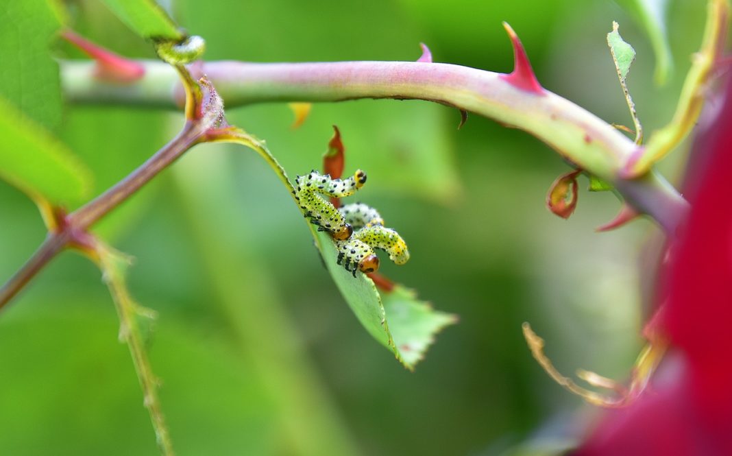 ¡Protege tus plantas del verano! Descubre 4 tips infalibles