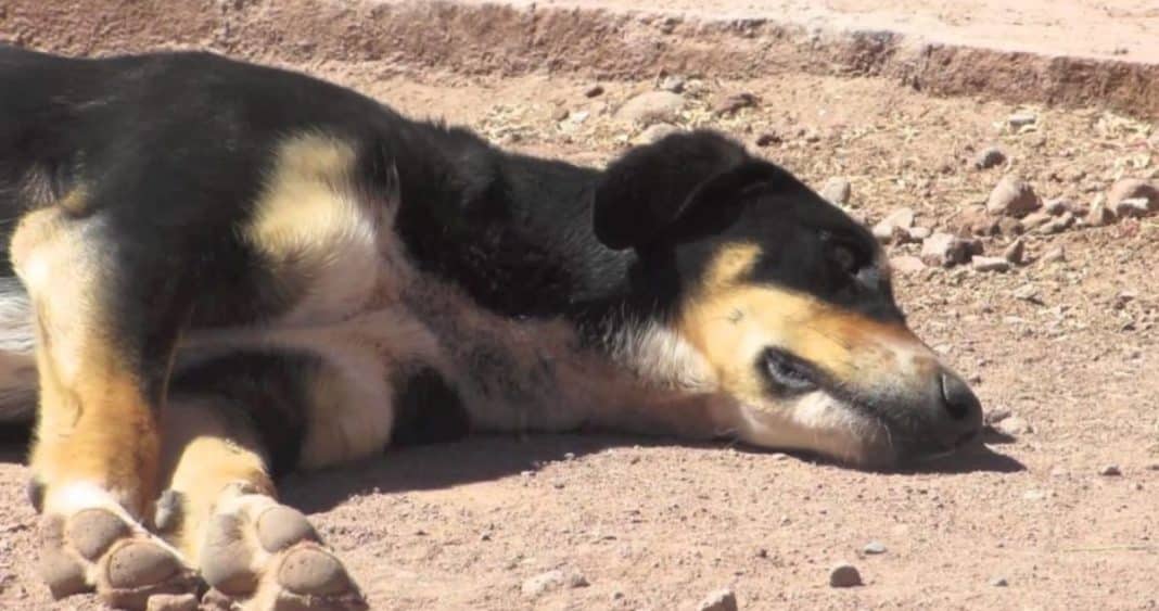 Corte de Antofagasta rechaza eutanasia masiva para perros abandonados en San Pedro de Atacama