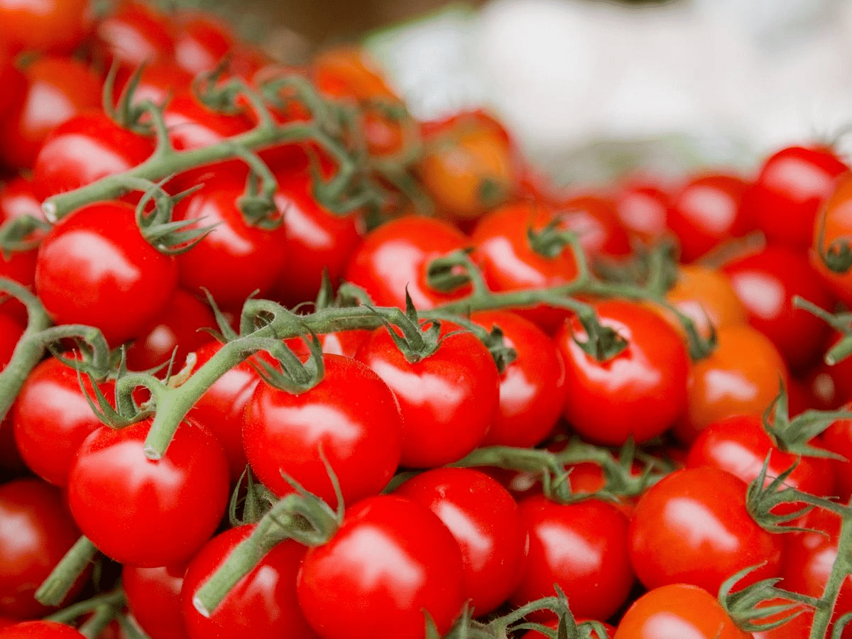 Descubre los increíbles beneficios de los tomates cherry y aprende 3 deliciosas recetas