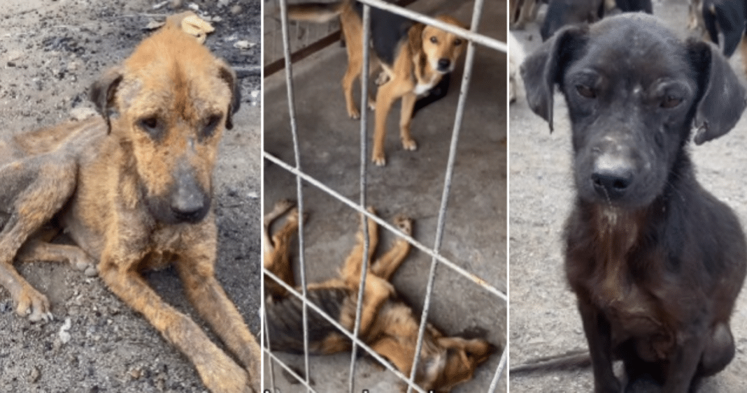 Impactante desalojo de un refugio de perros en Curicó: desnutrición y sarna en 200 animales