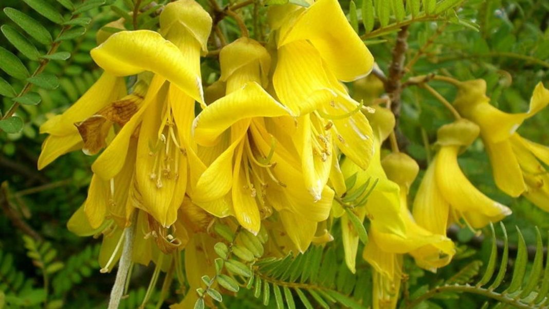 Increíble: la planta extinta en Rapa Nui que sobrevivió a los incendios en el Jardín Botánico de Viña