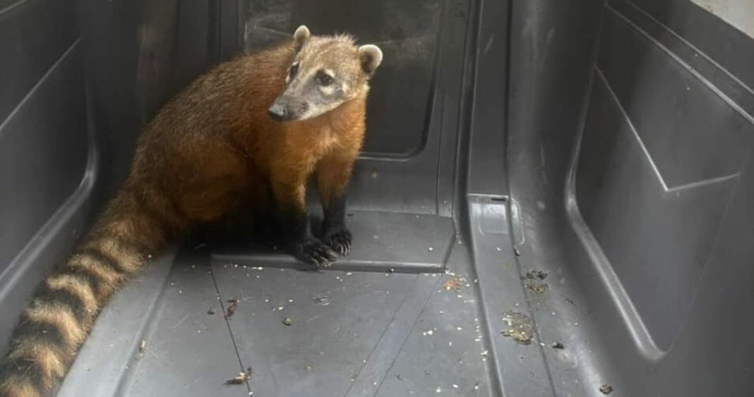 Increíble rescate de un coatí en plena calle de Antofagasta