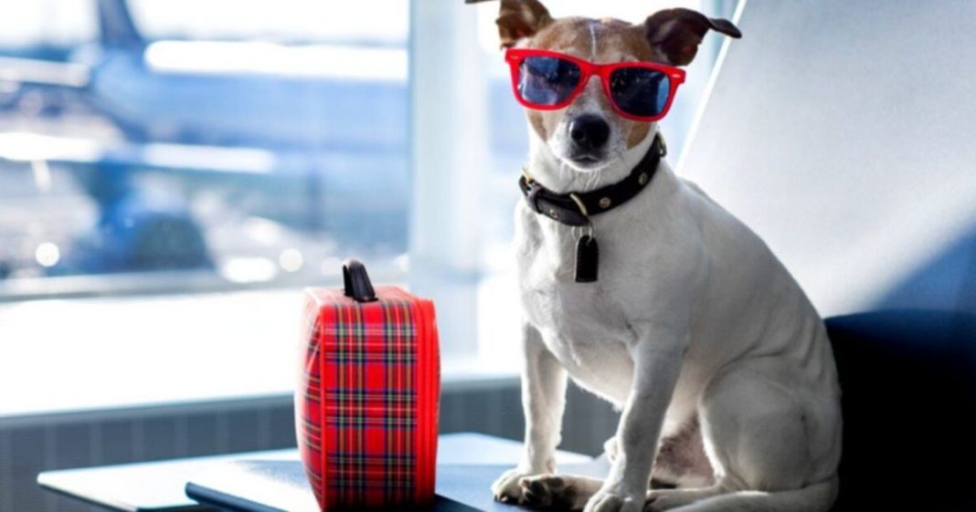 Viajar con mascotas al extranjero: todo lo que necesitas saber