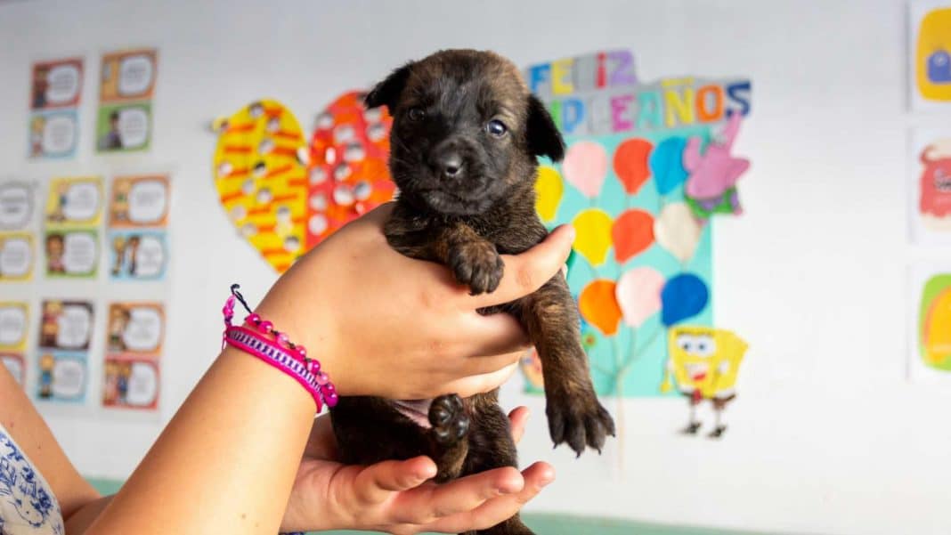 ¡Adopta un animal rescatado de los incendios de Valparaíso y cambia su vida!