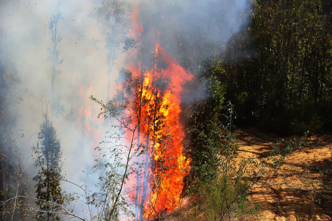 ¡Alerta Roja! Incendios amenazan comunas de Maule y Los Lagos