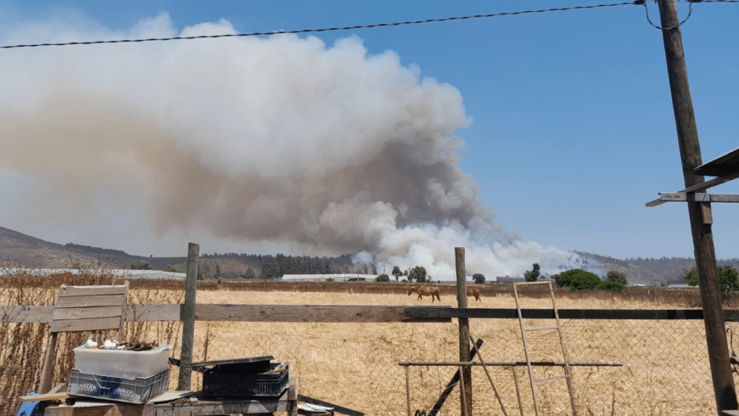 ¡Alerta roja en Papudo! Incendio forestal avanza rápidamente