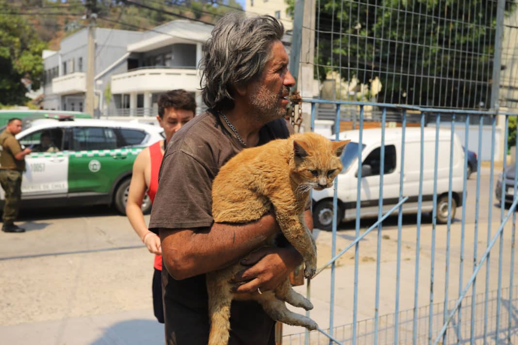 ¡Cuida a tus mascotas en zonas de incendios! Descubre cómo proteger a tus animales durante una emergencia