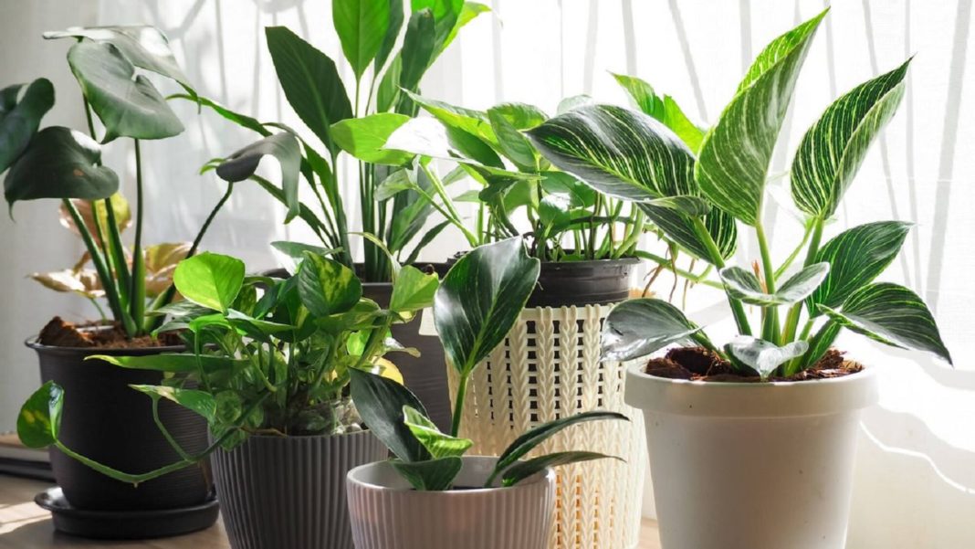 ¡Descubre las mejores plantas de interior para decorar tu casa!