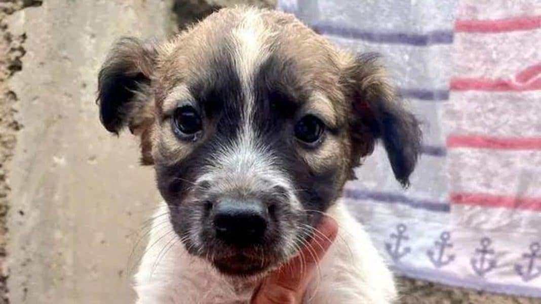 ¡Encuentra a tu nuevo mejor amigo! Jornada de Adopción de animales rescatados en los incendios en Valparaíso