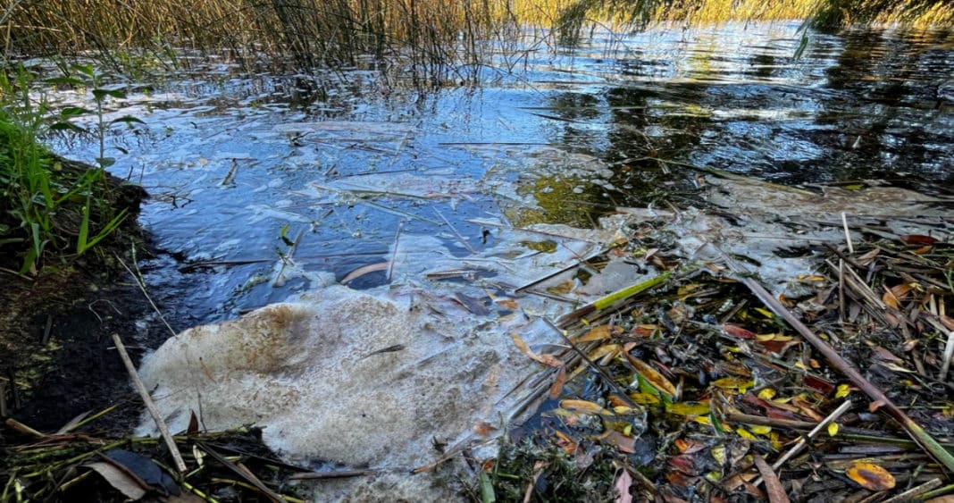 ¡Escándalo ambiental en San Pedro de la Paz! Descubre cómo la contaminación de la Laguna Grande y el humedal Bayona está afectando a la comunidad