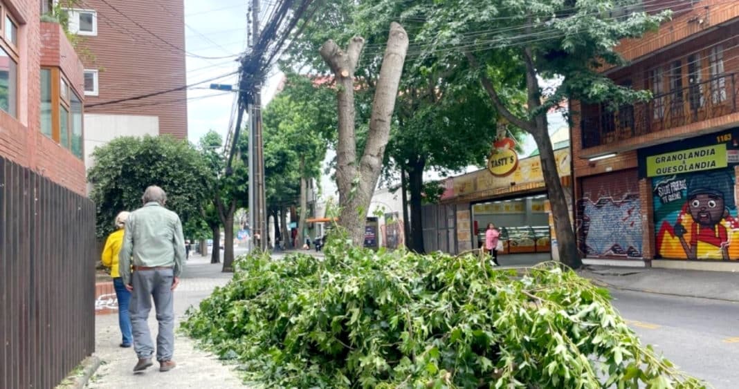 ¡Escándalo en Concepción! Vecinos denuncian radical corte de árboles en pleno centro