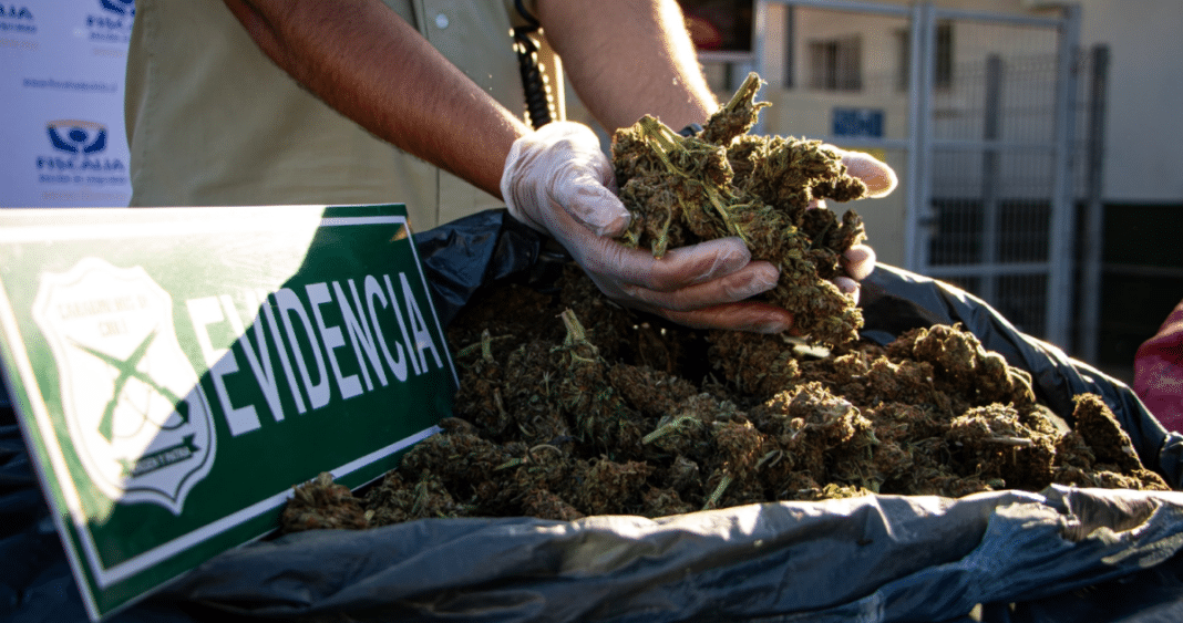 ¡Histórico decomiso de marihuana en Monte Patria! Más de 20 mil plantas y droga procesada encontradas