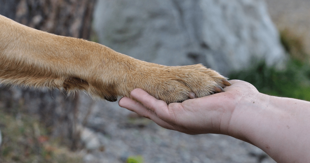 ¡Impactante caso de maltrato animal en Porvenir! Perrita sufre graves lesiones y abogados buscan justicia