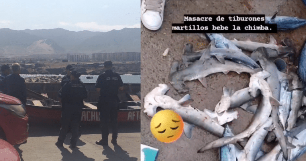 ¡Impactante denuncia en Antofagasta! Pescadores recreativos capturan crías de tiburón martillo