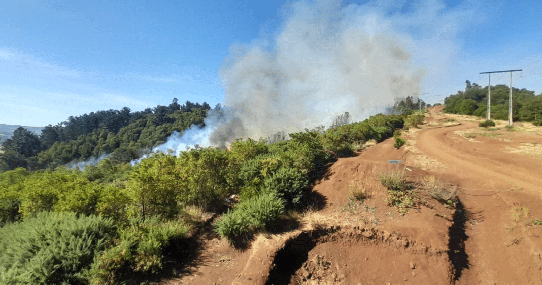 ¡Impactante incendio en Cerro Ñielol! Dos hombres quedan en libertad tras ser formalizados