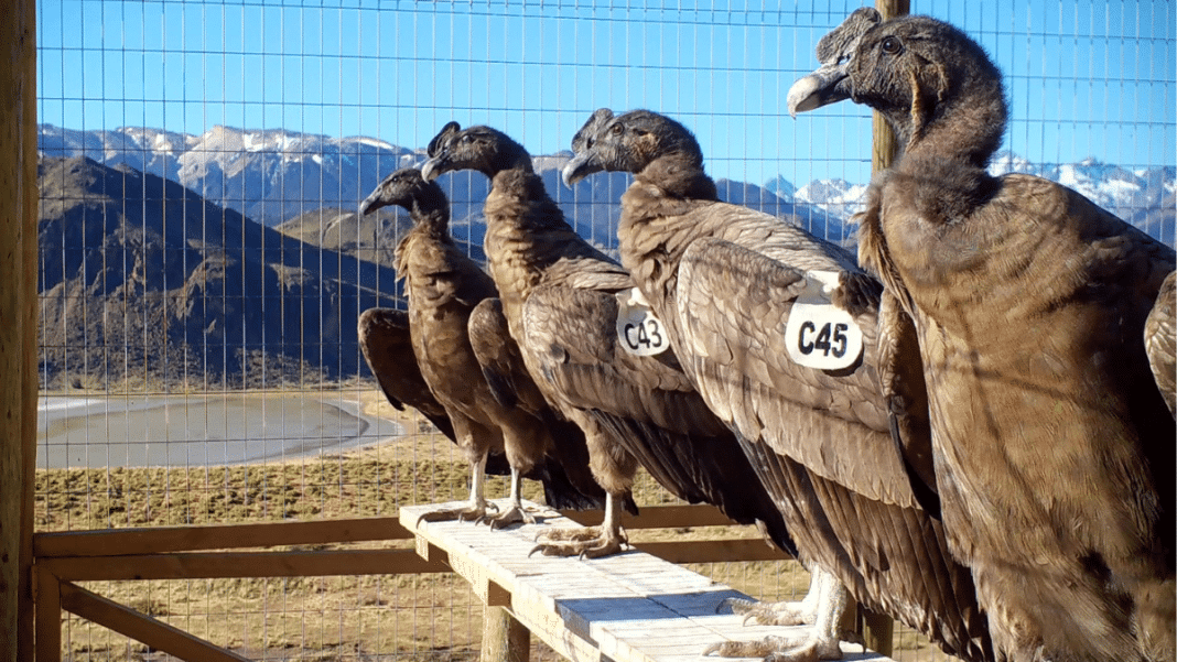 ¡Increíble! Cuatro cóndores andinos son liberados en el Parque Nacional Patagonia