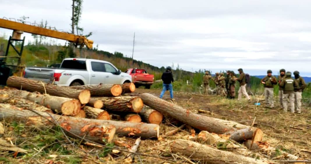 ¡Increíble! Detienen a 9 personas, incluyendo menores, por robo de madera en Ercilla: ¡3 camionetas incautadas!