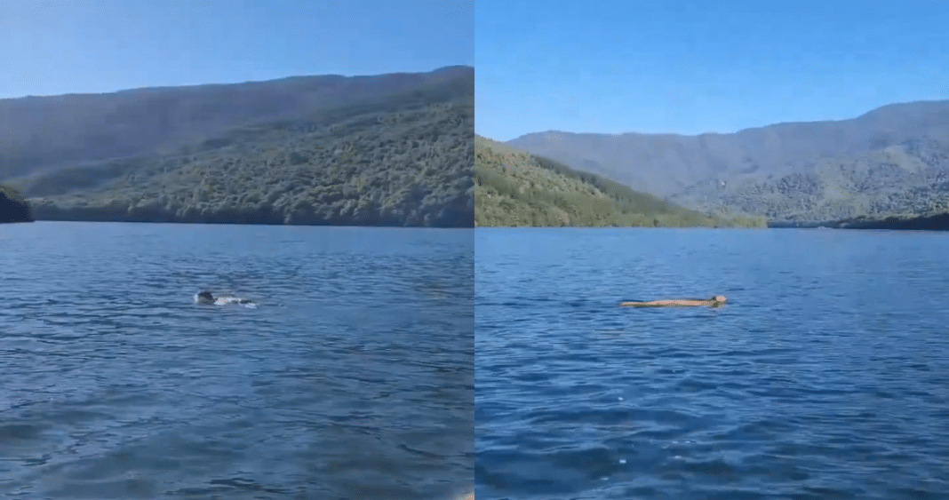 ¡Increíble! Graban a un puma nadando en un río en el sur del país