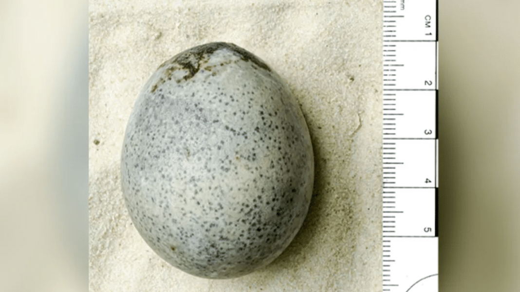 ¡Increíble hallazgo arqueológico! Descubren un huevo de 1.700 años con su interior intacto
